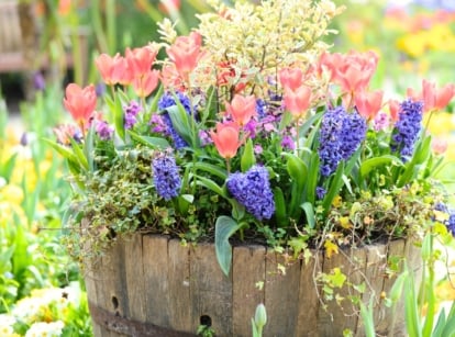 Delicate peach-pink tulips and bright blue hyacinths bloom together as a striking spring bulb combination in a large wooden pot in a sunny garden.