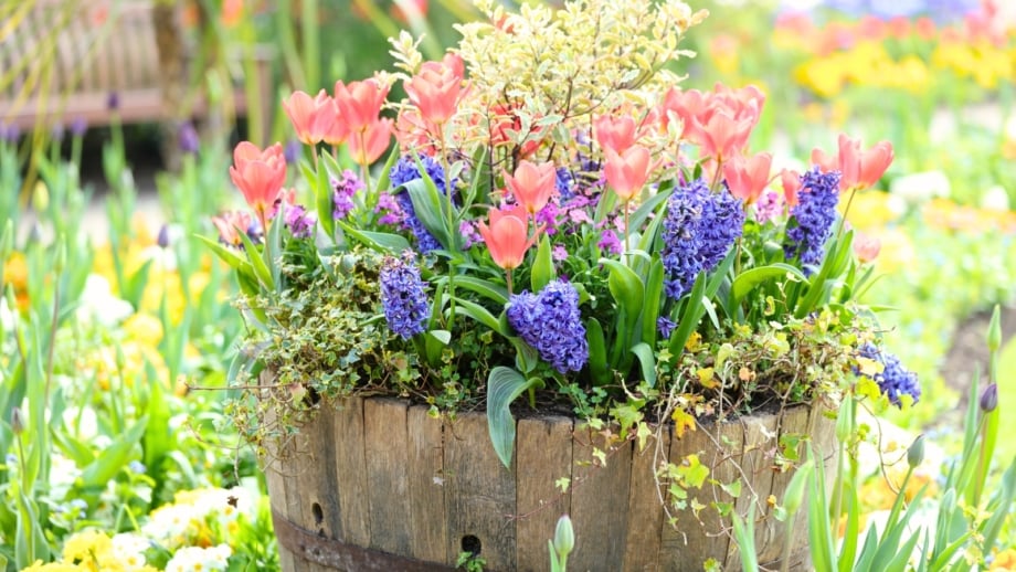 Delicate peach-pink tulips and bright blue hyacinths bloom together as a striking spring bulb combination in a large wooden pot in a sunny garden.