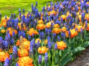 Frilly orange-and-yellow tulips bloom alongside small, dense blue Muscari, creating vibrant bulb combinations for a colorful spring border.