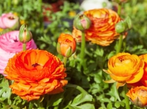 Clusters of vibrant orange and pink layered, ruffled cup-shaped flowers with slender green stems and foliage, part of fall-planted bulbs beyond tulips.