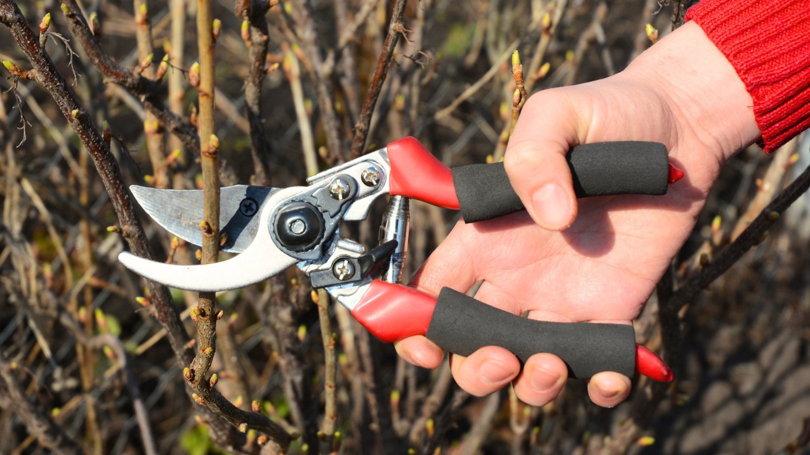 Gardener’s hand holding a bypass pruner with red and black handles against bare tree branches.