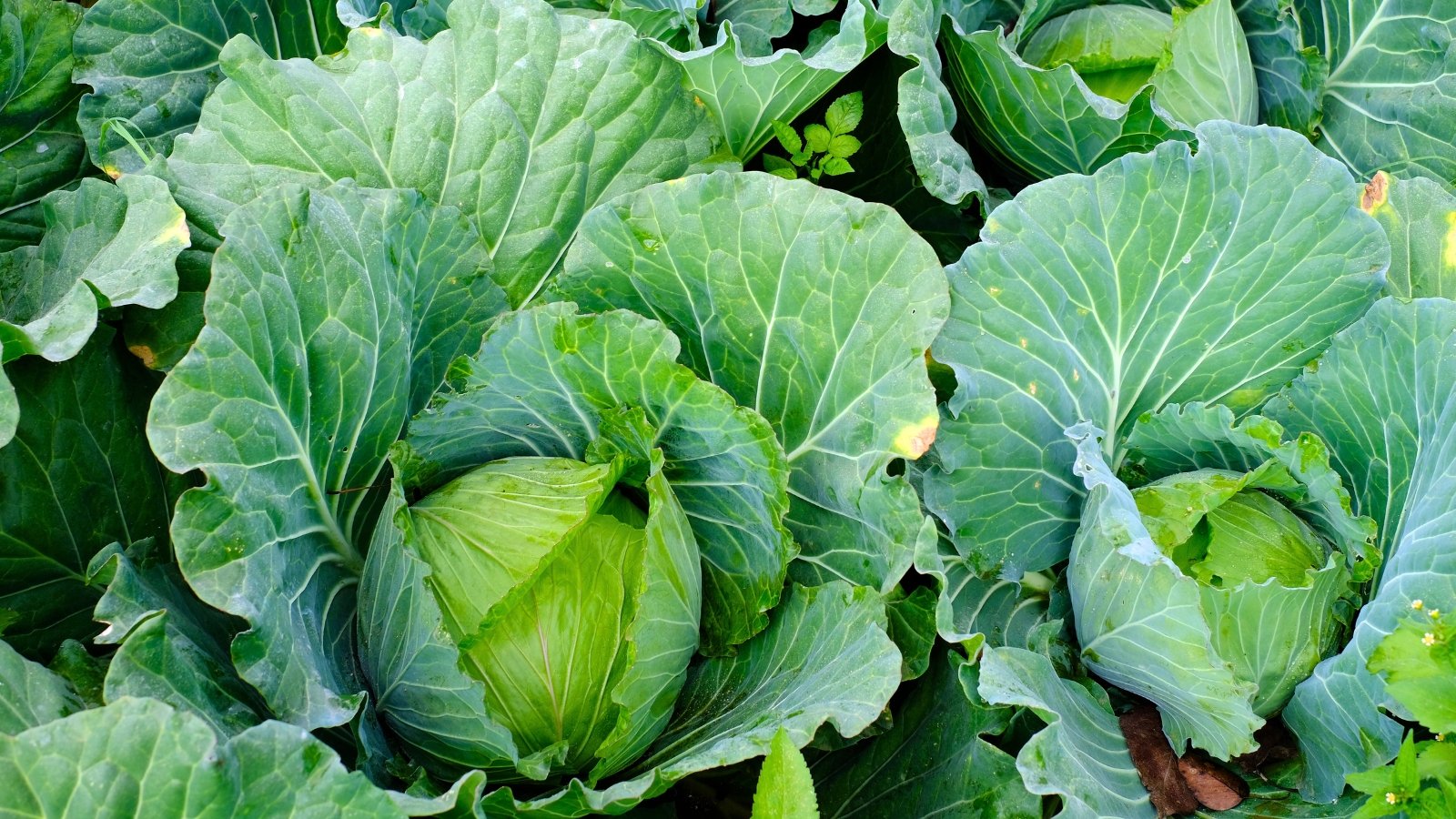 A group of large, tightly packed round green heads, each with layers of broad outer leaves folding inward.
