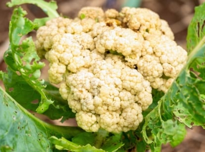 A cauliflower inflorescence is encircled by broad green leaves showing visible pest damage, with irregular holes and uneven edges scattered across the foliage.