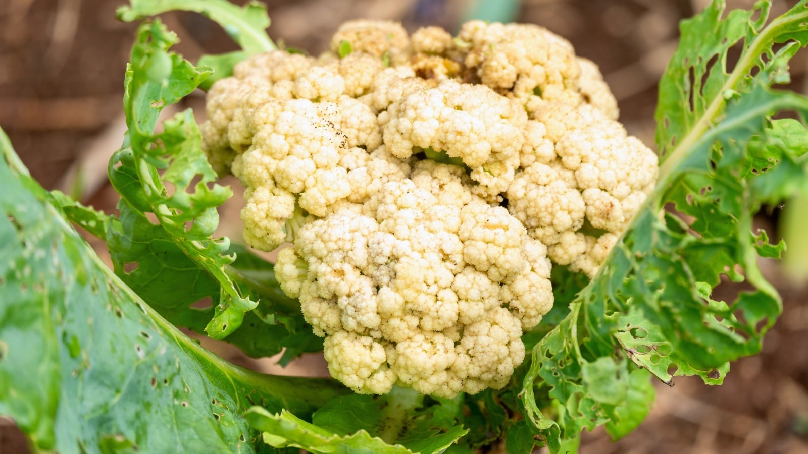 A cauliflower inflorescence is encircled by broad green leaves showing visible pest damage, with irregular holes and uneven edges scattered across the foliage.