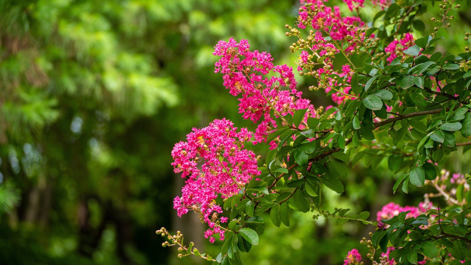 Slender branches bear glossy, lance-shaped leaves with smooth edges in deep green, accented by clusters of ruffled, vibrant pink flowers.