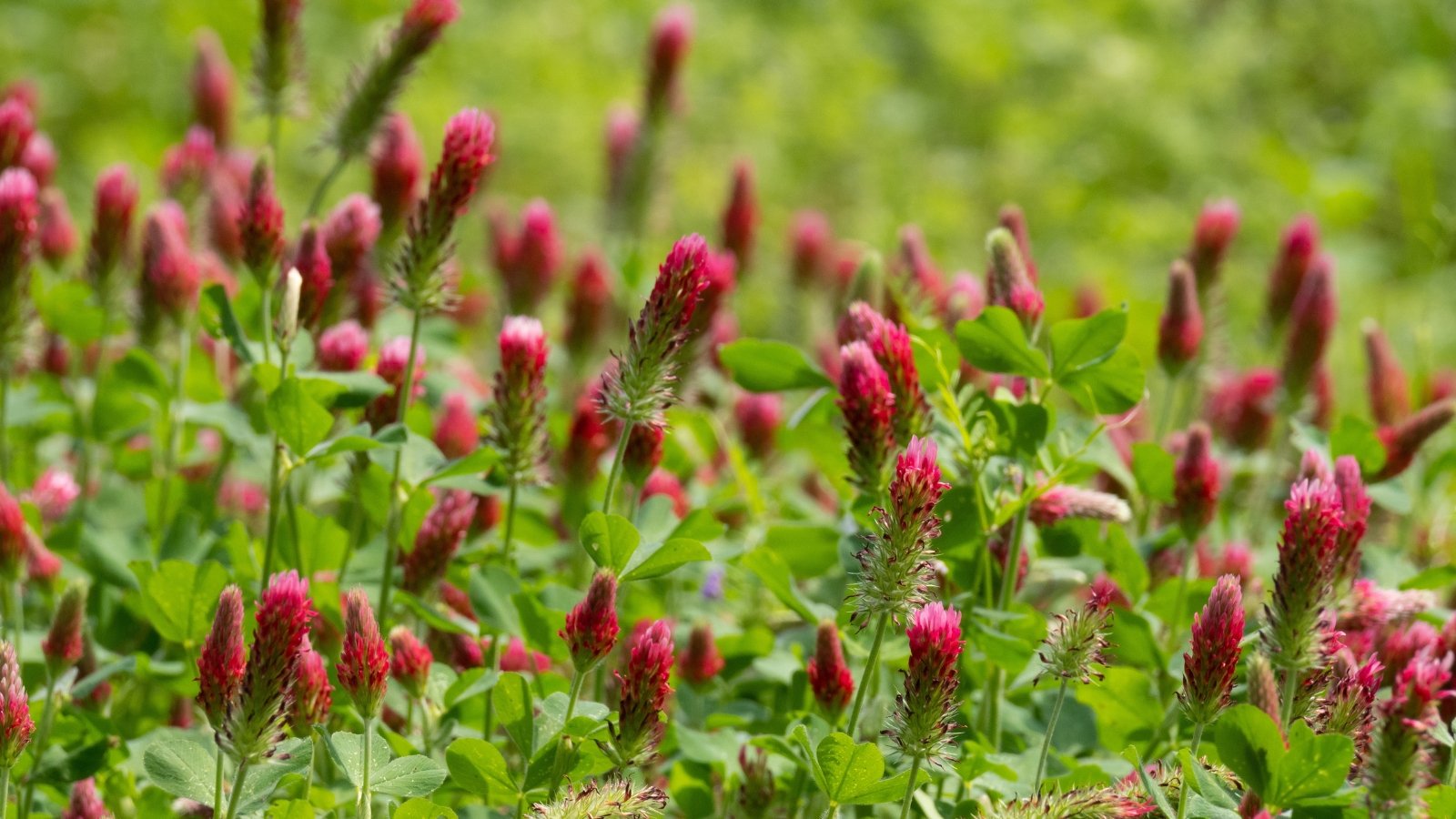 Slender, upright stems rise from a base of trifoliate green leaves, topped with dense, cylindrical clusters of vibrant crimson blossoms.