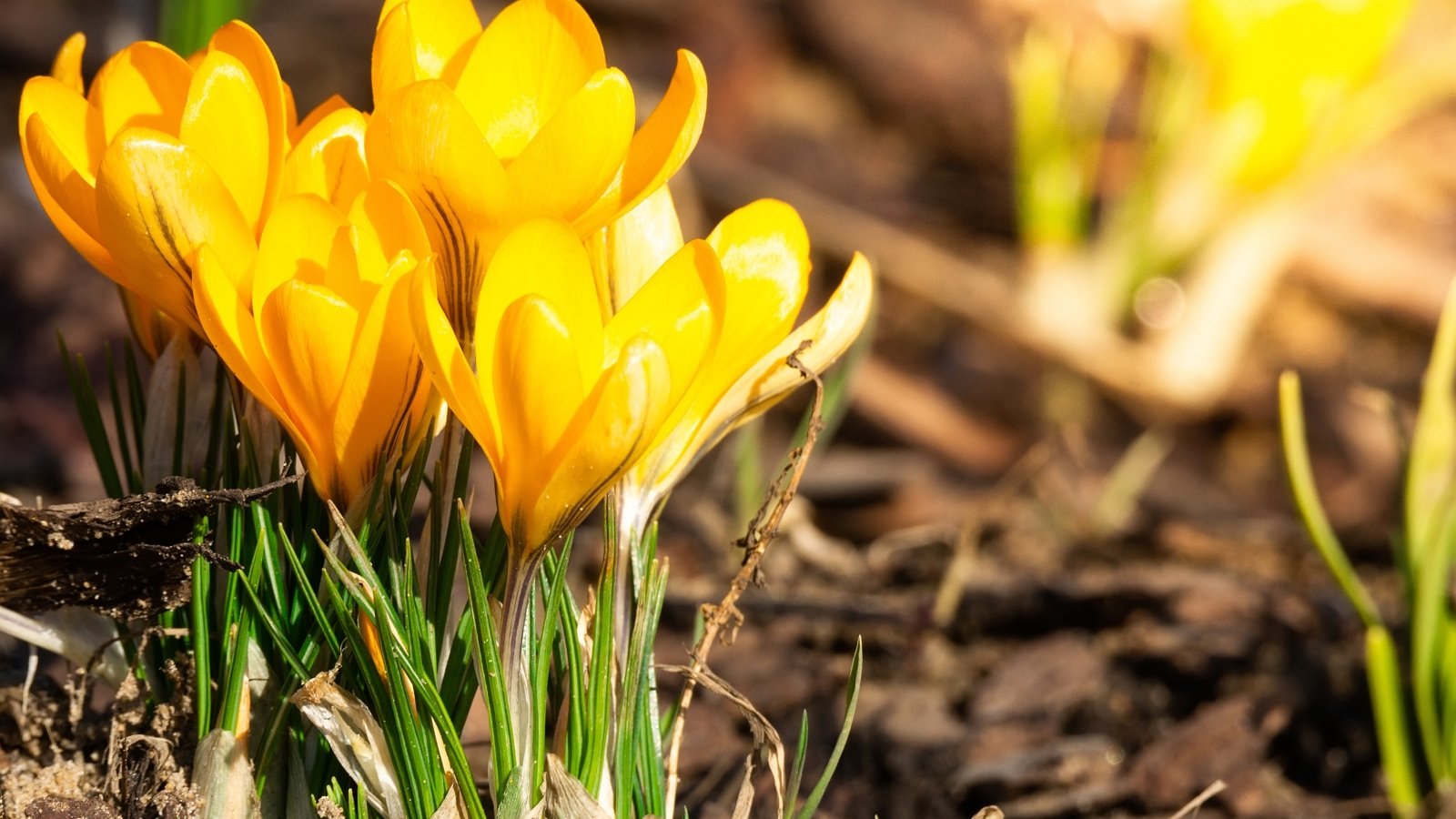 Delicate blooming crocus chrysanthus display golden-yellow, cup-shaped flowers with slender petals rising above thin grass-like green leaves.