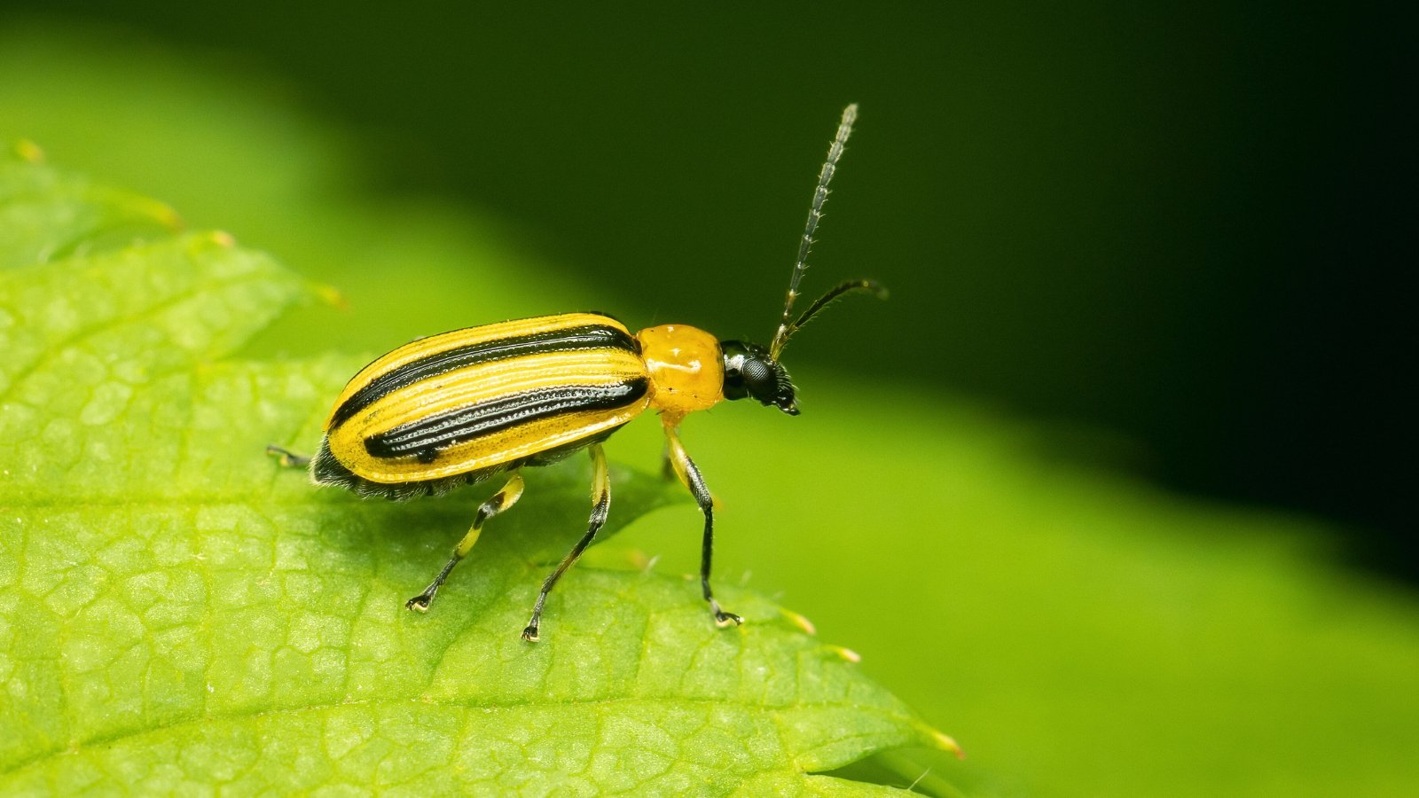 A small, bright yellow beetle with three black stripes on its back and long antennae stands on a green leaf.