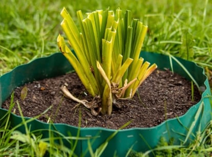 Cut-back hosta bush with trimmed, short stems arranged neatly along a garden bed bordered by metal edging.