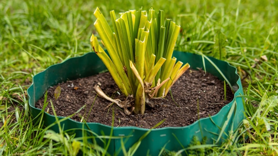 Cut-back hosta bush with trimmed, short stems arranged neatly along a garden bed bordered by metal edging.