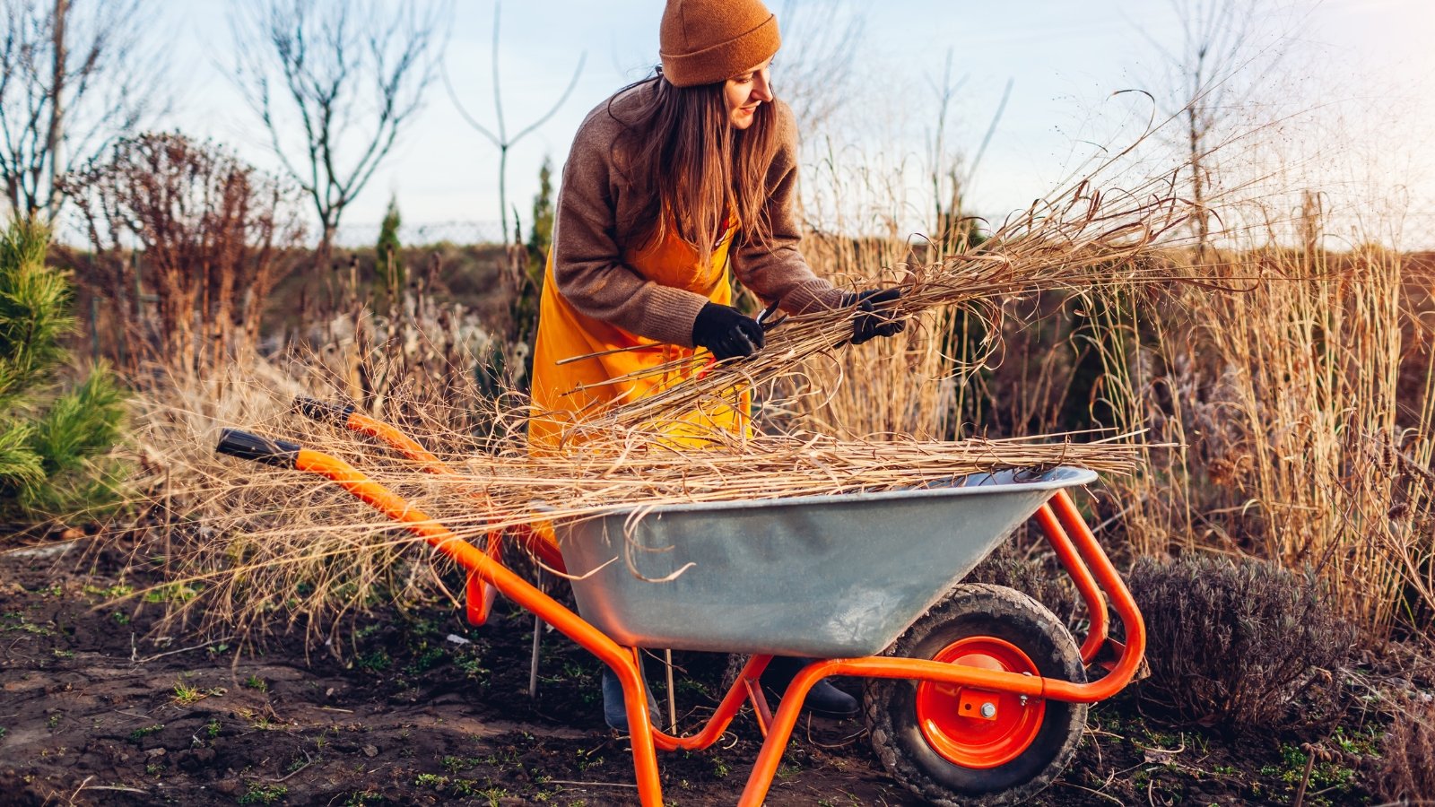 Young woman gardener cutting back dry ornamental grasses, placing golden-brown stems into a wheelbarrow in an autumn garden.