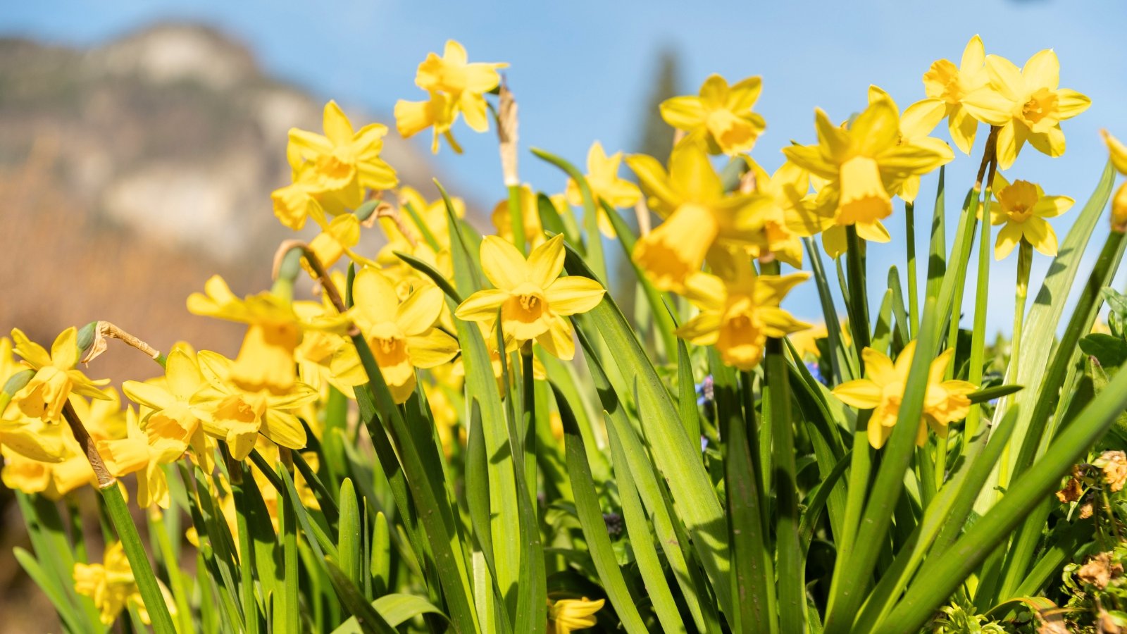 Numerous bright yellow blossoms with trumpet-shaped centers surrounded by six flat petals on slender green stems.
