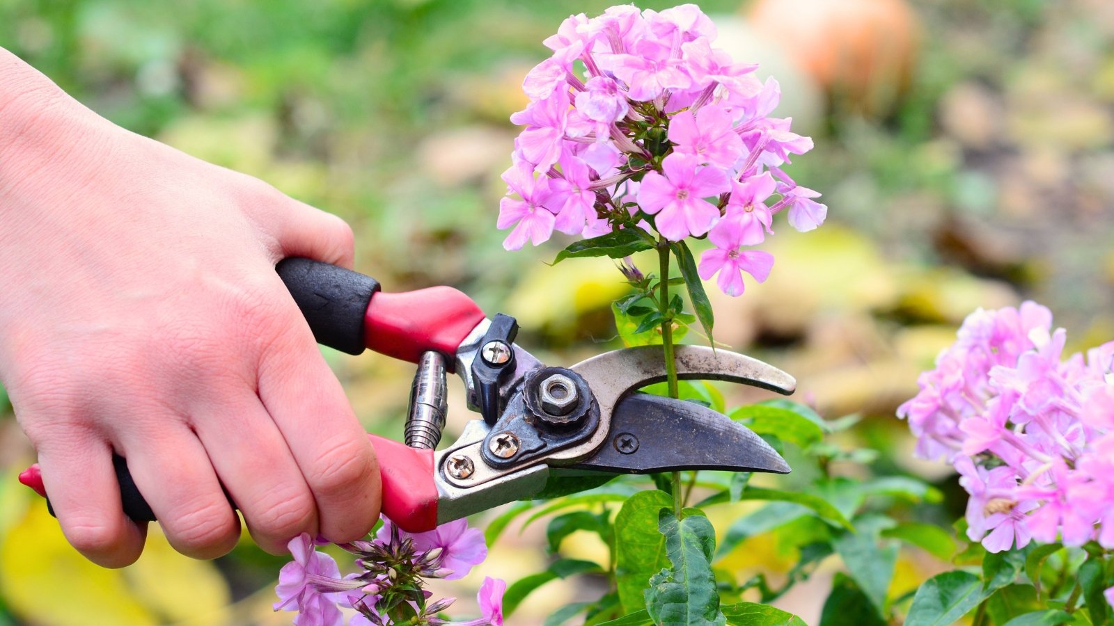 A gardener uses red and black pruning shears to trim blooms from a cluster of vibrant pink flowers with lance-shaped green leaves.