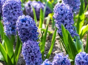 Dense clusters of delft blue hyacinth flowers rise from thick, upright green leaves in a garden bed, creating a vivid spring display.
