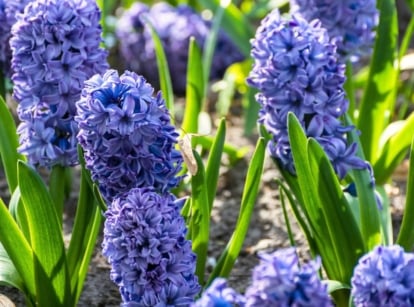 Dense clusters of delft blue hyacinth flowers rise from thick, upright green leaves in a garden bed, creating a vivid spring display.
