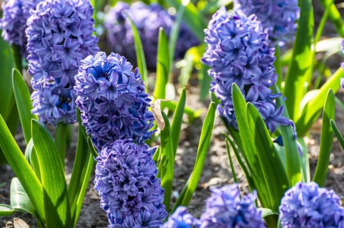 Dense clusters of delft blue hyacinth flowers rise from thick, upright green leaves in a garden bed, creating a vivid spring display.