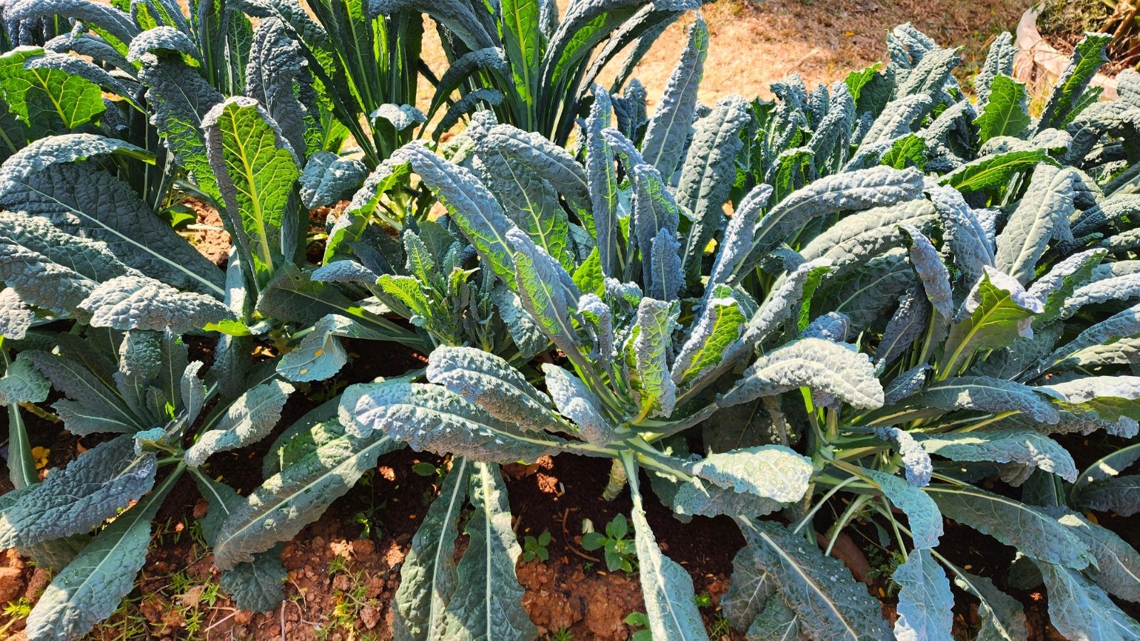 Rows of tall leafy greens with elongated, deeply wrinkled, dark blue-green leaves that have a pebbled texture and prominent central veins, standing upright in the garden bed.