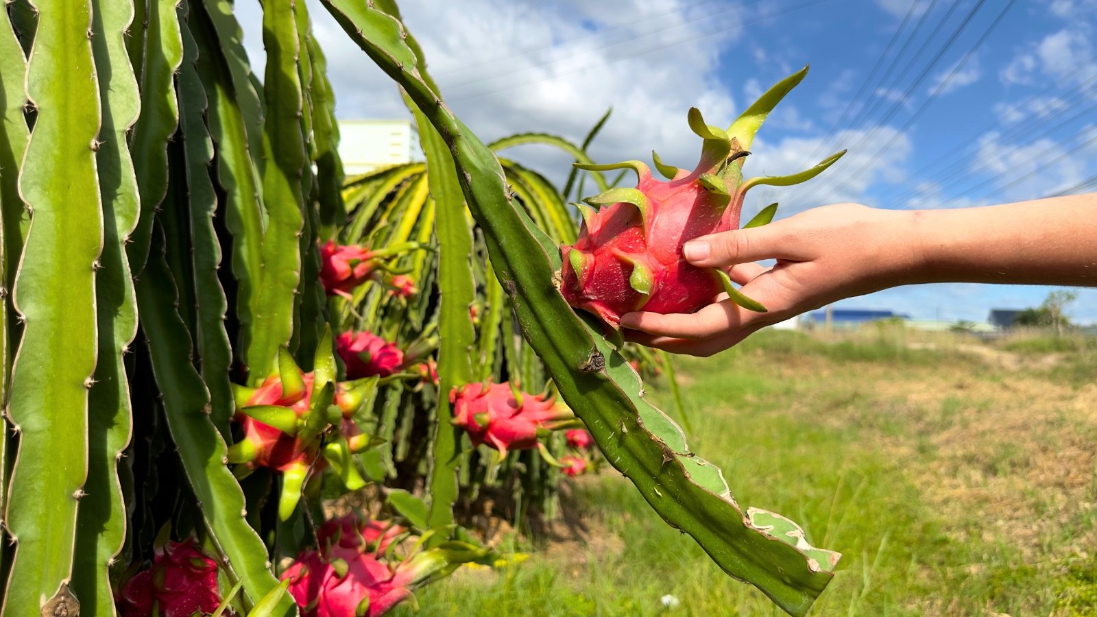 A woman's hand touches a ripening fruit with bright pink skin and green bracts on a pitaya tree in a sunny garden.