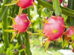Bright pink, oval-shaped ripe dragon fruits with green-tipped scales hang from long, trailing cactus-like stems of the tree.