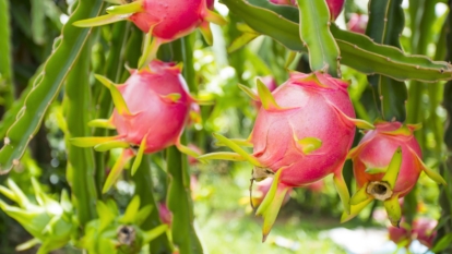 How to Tell Your Dragon Fruit is Ripe and Ready to Pick