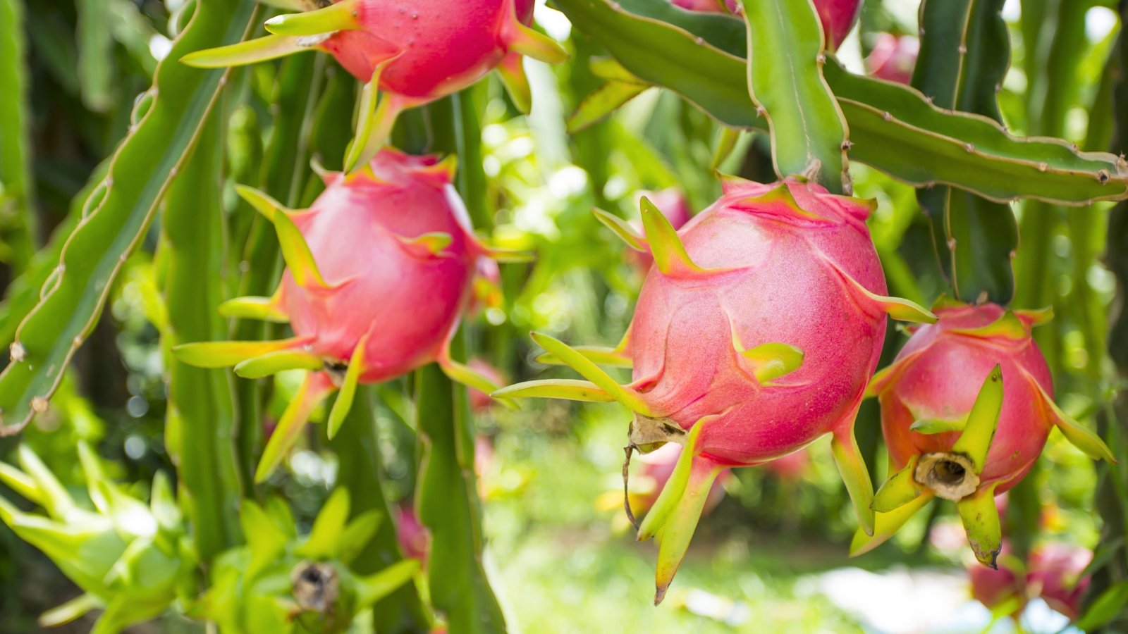 Bright pink, oval-shaped ripe dragon fruits with green-tipped scales hang from long, trailing cactus-like stems of the tree.