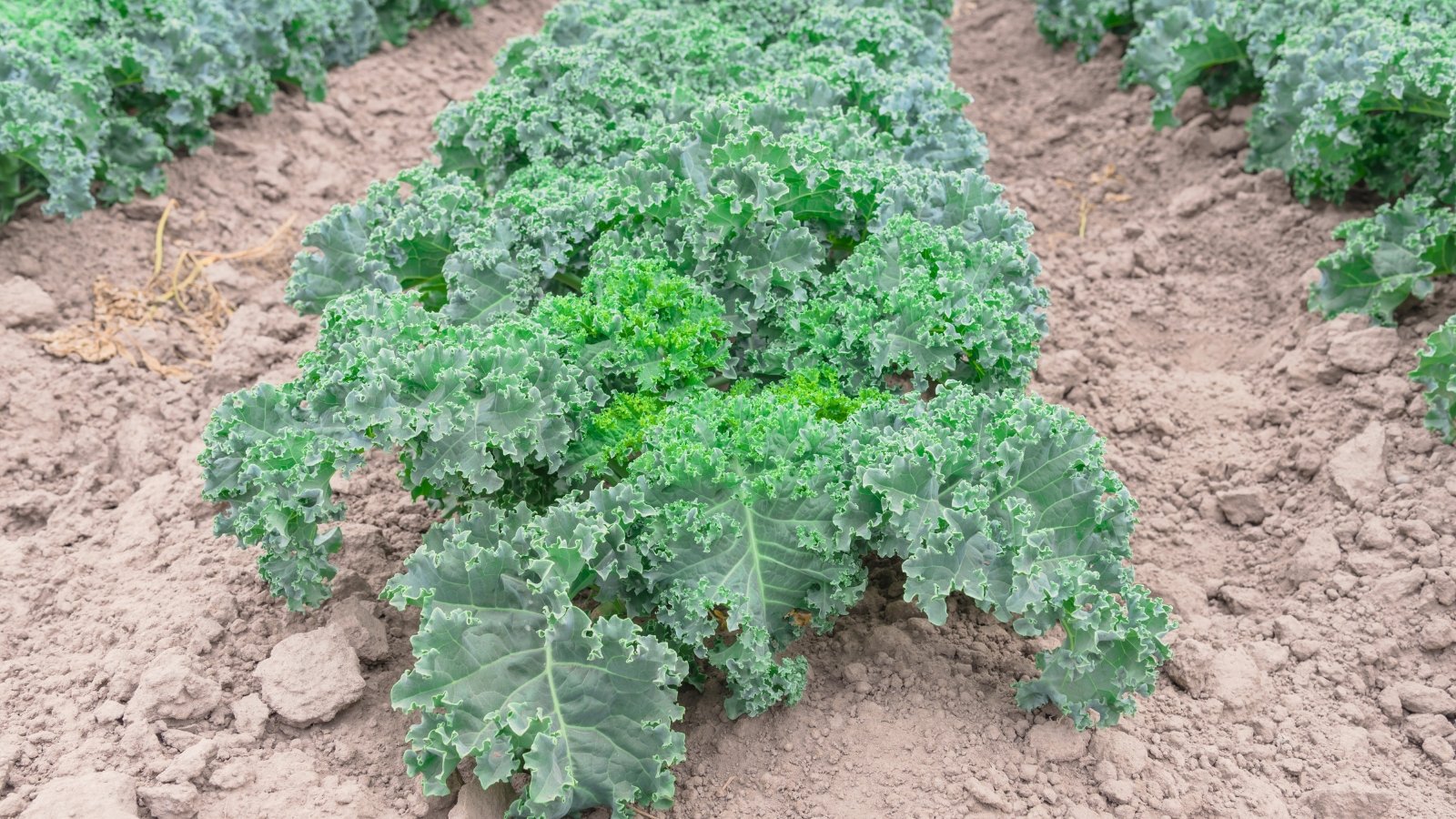 Compact plants grow in neat rows with short, sturdy stems topped by dense clusters of tightly curled, blue-green leaves that form a textured canopy in the garden bed.