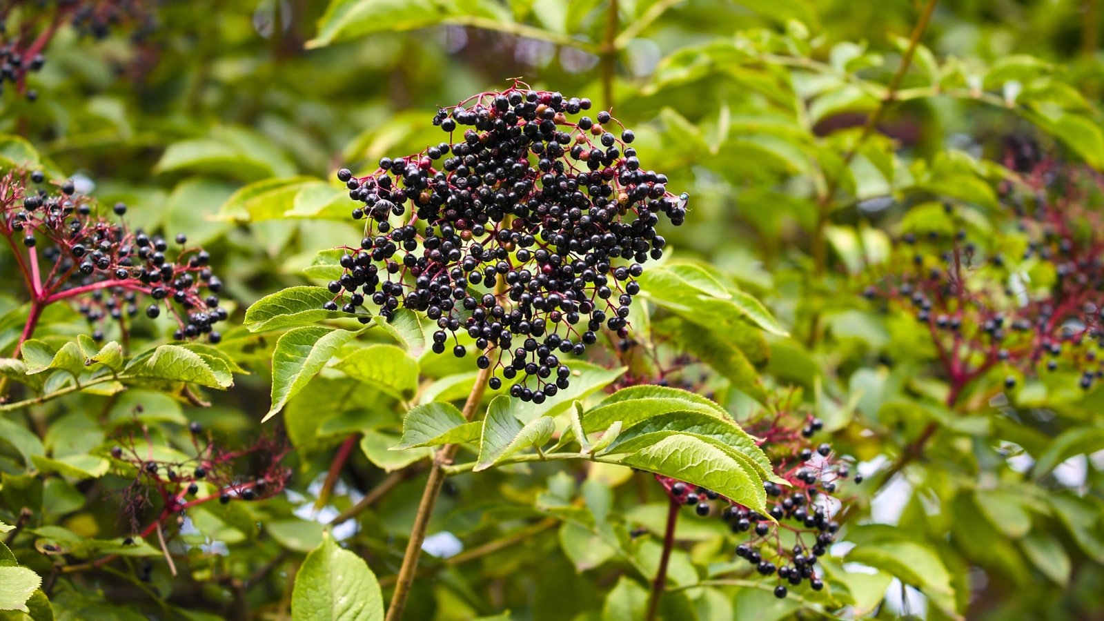 Plant with tall, woody stems, pinnate green leaves composed of multiple leaflets, and clusters of small, dark purple-black berries hanging among the foliage.