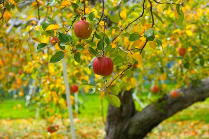 Fall apple tree care. A fall apple tree with a thick trunk and sturdy branches is covered in yellow and green autumn leaves, with clusters of red round fruits hanging among the foliage.