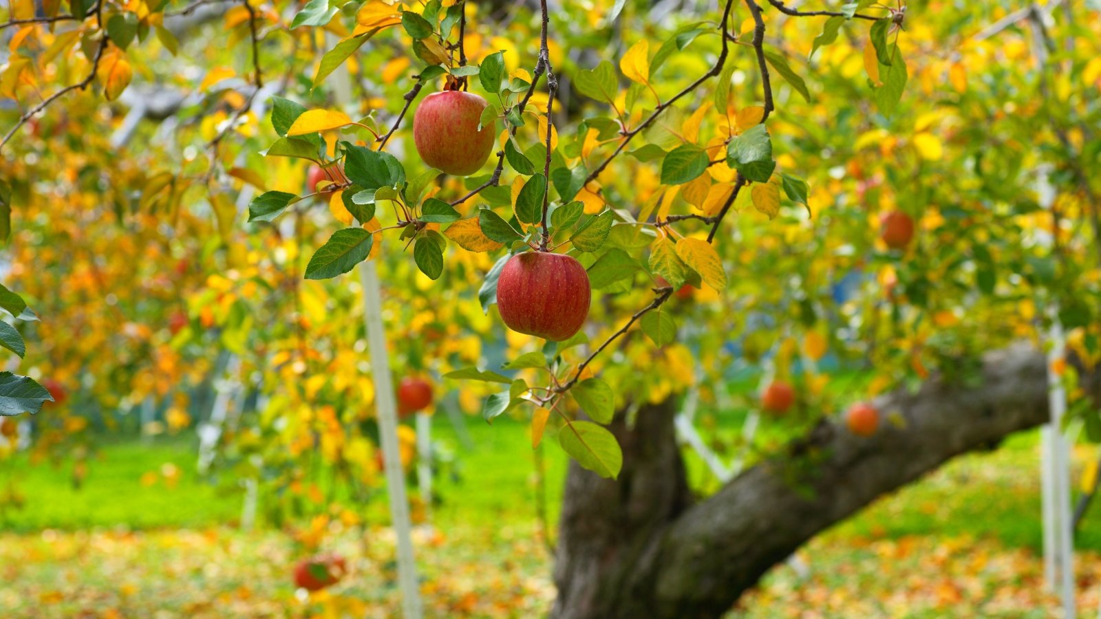 Fall apple tree care. A fall apple tree with a thick trunk and sturdy branches is covered in yellow and green autumn leaves, with clusters of red round fruits hanging among the foliage.