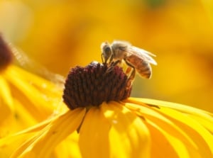 A bee, one of the fall beneficial insects, clings to the bright yellow petals of a Black-Eyed Susan, collecting nectar in a close-up view.