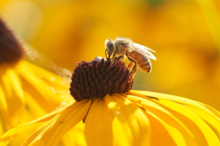 A bee, one of the fall beneficial insects, clings to the bright yellow petals of a Black-Eyed Susan, collecting nectar in a close-up view.