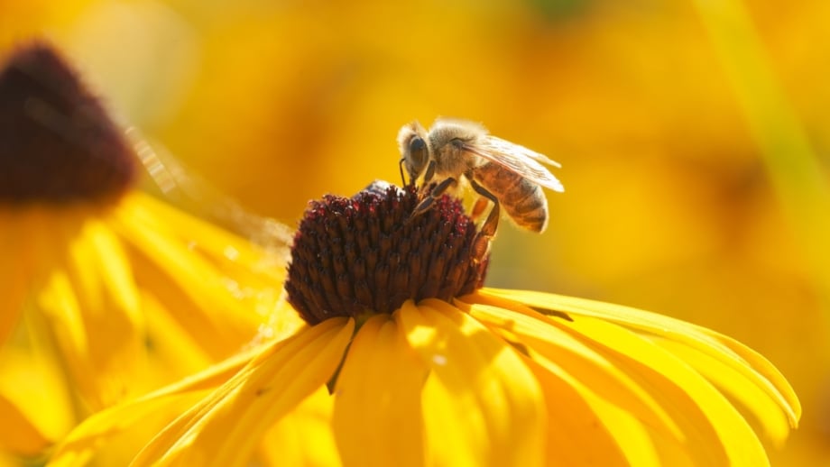 A bee, one of the fall beneficial insects, clings to the bright yellow petals of a Black-Eyed Susan, collecting nectar in a close-up view.