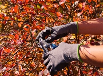 Close-up of gardener’s hands in black gloves using pruning shears to trim vertical berry bushes with bright red-orange leaves in a fall garden.