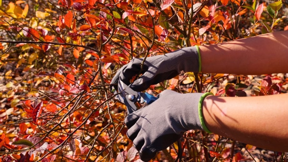 Close-up of gardener’s hands in black gloves using pruning shears to trim vertical berry bushes with bright red-orange leaves in a fall garden.