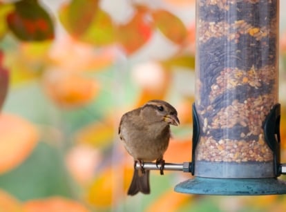 Sparrow eating seeds from a bird feeder on a tree in an autumn garden, part of a colorful fall bird garden scene.