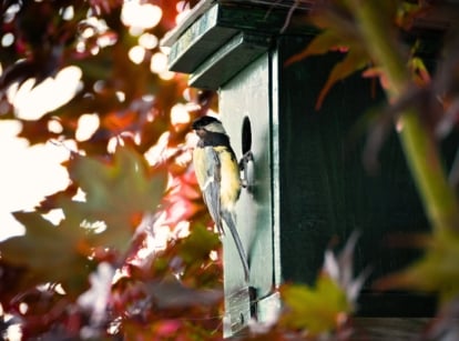 fall bird garden essentials. Titmouse with gray and yellow feathers perched at the entrance of a green wooden birdhouse on a tall maple tree adorned with red-orange autumn leaves.