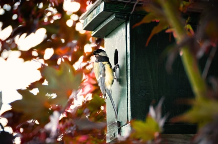 fall bird garden essentials. Titmouse with gray and yellow feathers perched at the entrance of a green wooden birdhouse on a tall maple tree adorned with red-orange autumn leaves.