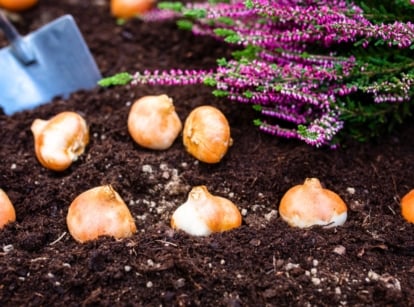 Fall bulb beginner guide. Close-up shows tulip bulbs nestled in loose, dark brown soil, surrounded by blooming heather plants in an autumn garden.