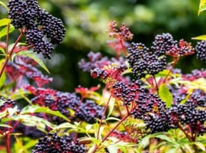 Shrub with drooping clusters of dark purple berries, yellowing leaves, and woody stems, perfect for fall edible landscaping.