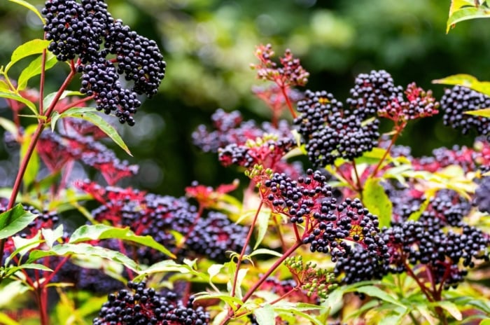 Shrub with drooping clusters of dark purple berries, yellowing leaves, and woody stems, perfect for fall edible landscaping.