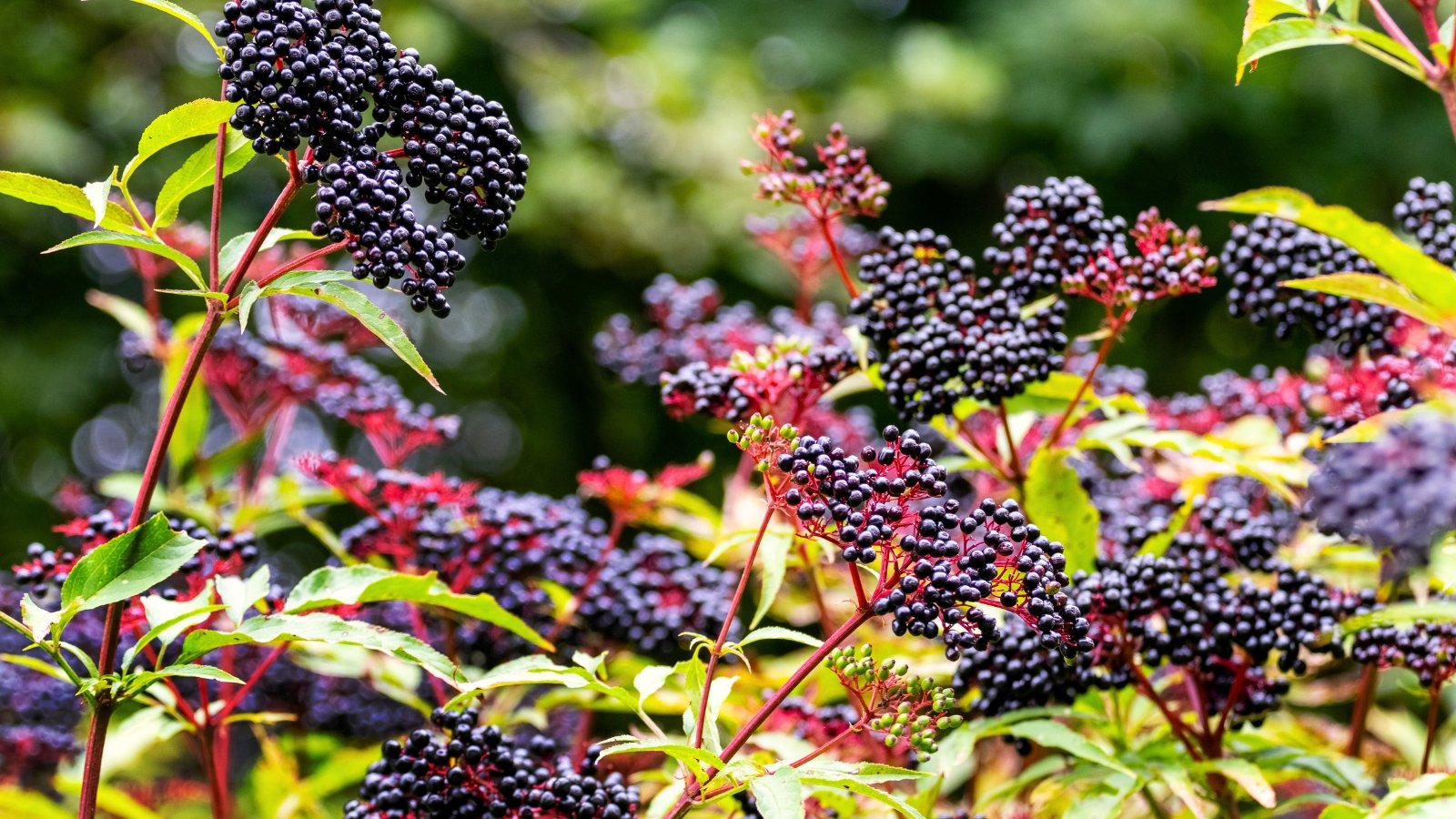 Shrub with drooping clusters of dark purple berries, yellowing leaves, and woody stems, perfect for fall edible landscaping.