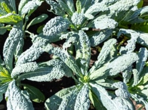 A group of dark-green textured leaves with a wrinkled surface grows from a thick stem, showing one of the fall heirloom vegetables.