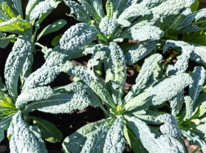 A group of dark-green textured leaves with a wrinkled surface grows from a thick stem, showing one of the fall heirloom vegetables.