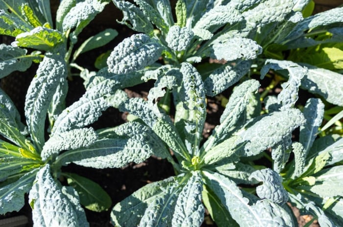 A group of dark-green textured leaves with a wrinkled surface grows from a thick stem, showing one of the fall heirloom vegetables.