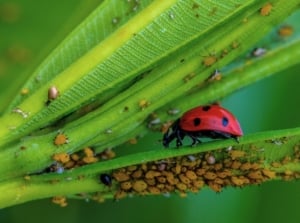 Close-up of a ladybug feeding on yellow aphids on a plant stem as part of fall integrated pest management.