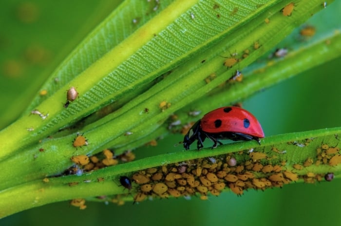 Close-up of a ladybug feeding on yellow aphids on a plant stem as part of fall integrated pest management.