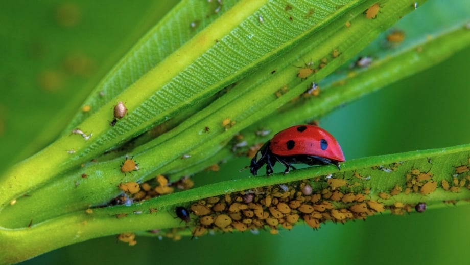 Close-up of a ladybug feeding on yellow aphids on a plant stem as part of fall integrated pest management.