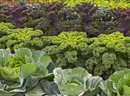 Rows of fall green varieties display a mix of curly purple-red kale leaves and broad, slightly wavy blue-green collard leaves emerging from dense rosettes in the garden bed.