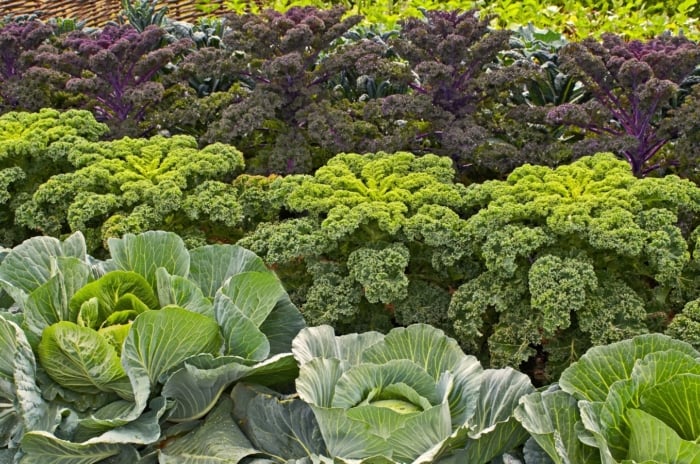 Rows of fall green varieties display a mix of curly purple-red kale leaves and broad, slightly wavy blue-green collard leaves emerging from dense rosettes in the garden bed.