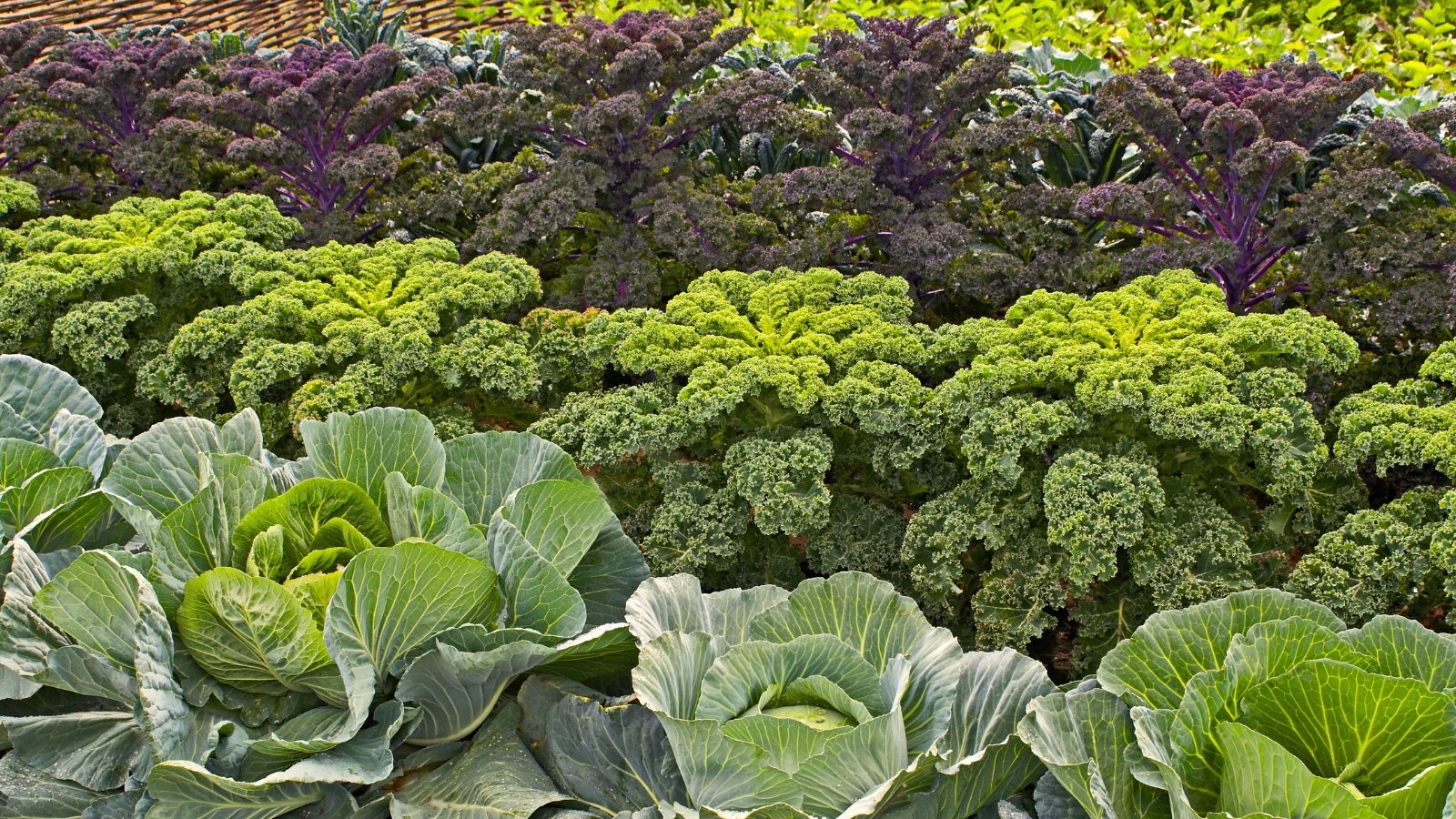 https://www.epicgardening.com/wp-content/uploads/2025/09/fall-kale-collard-varieties.jpg